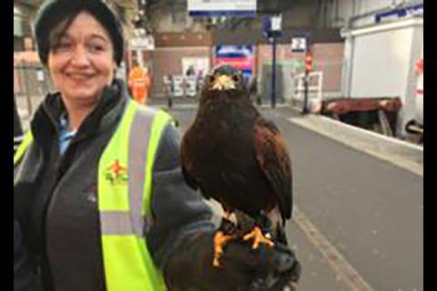 Fly Enviro has used a Harris hawk to scare unwanted birds away from Inverness station.